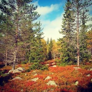 Beautiful forest for O-Land 2015 at Framstadsaeterfjellet.